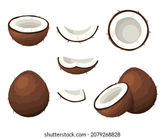 Conjunto de frutas marrones de coco con segmentos de tuercas, mitad, corte en rodajas sobre fondo blanco. Frutos de verano para un estilo de vida saludable. Comida tropical, producto natural orgánico. Ilustración del vector