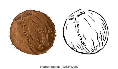 Coconut cartoon illustration and black and white outline. Set of vector illustrations.