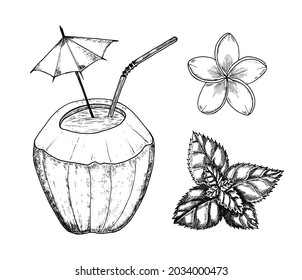 Coconut and cocktail with umbrella and Plumeria and herb. Vintage style. Tropical food illustration