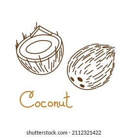 Coconut, coco, cocoanut, cokernut hand drawn graphics element for packaging design of nuts or snack. Vector illustration in line art style