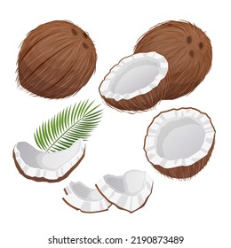 coconut coco milk fruit set cartoon. oil leaf, palm summer, green brown nut, fresh realistic tropical food coconut coco milk fruit vector illustration