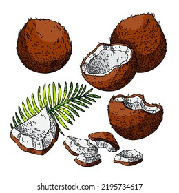 coconut coco milk fruit set hand drawn vector. oil leaf, palm summer, green brown nut, fresh realistic tropical food coconut coco milk fruit sketch. isolated color illustration