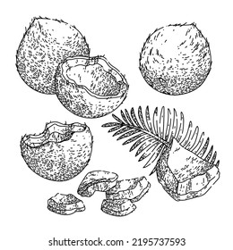 coconut coco milk fruit set hand drawn vector. oil leaf, palm summer, green brown nut, fresh realistic tropical food coconut coco milk fruit sketch. isolated black illustration