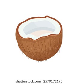 Coconut. Coconuts are open . A tropical fruit. Vector illustration