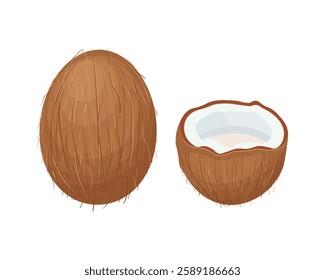 Coconut. Coconut. Coconuts are open and whole. A tropical fruit. Vector illustration