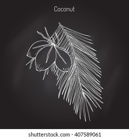 Coconut (Cocos nucifera). Hand drawn botanical vector illustration