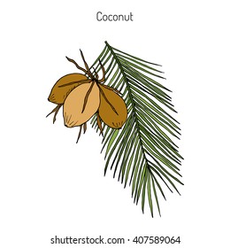 Coconut (Cocos nucifera). Hand drawn botanical vector illustration