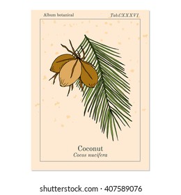 Coconut (Cocos nucifera). Hand drawn botanical vector illustration