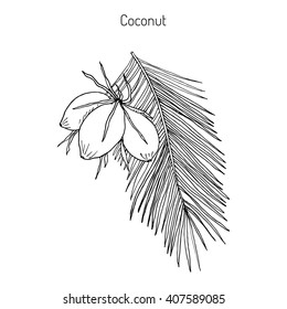 Coconut (Cocos nucifera). Hand drawn botanical vector illustration