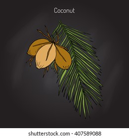 Coconut (Cocos nucifera). Hand drawn botanical vector illustration