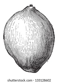 Coconut or Cocos nucifera, showing fruit, vintage engraved illustration. Dictionary of Words and Things - Larive and Fleury - 1895