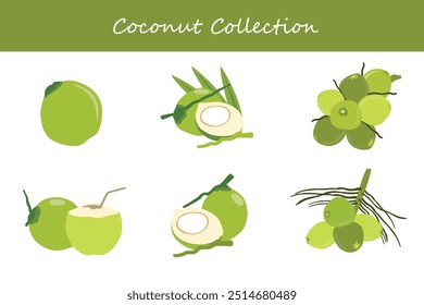 colección de coco en diferentes poses. Ilustración vectorial.