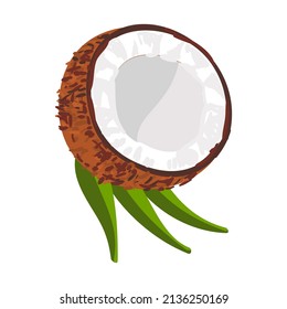 Coconut Colorful Illustration isolated on white background