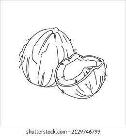 Coconut Coloring page vector line art for book and drawing.