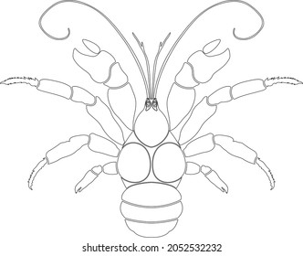 Coconut crab animal vector line art icon for apps or website