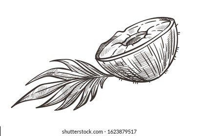 Coconut cut in half with leaf. Cracked open, shell and meat. Organic natural food, grocery market raw vegan product, cosmetic ingredient. Hand drawn detailed sketch illustration on white background.