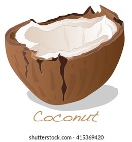 coconut cut vector on white background