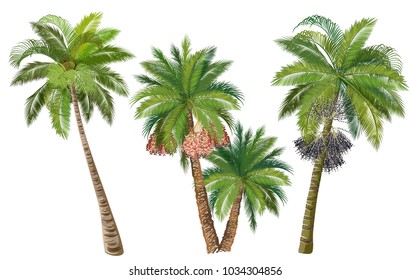 Coconut, date and acai palm trees with fruits. Set of realistic vector illustrations isolated on white background.