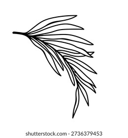 Coconut or date palm branch, vector icon. Tropical plant leaves, Hawaiian exoticism. Hand drawn silhouette, black and white clipart. Cocos nucifera drawing, botanical line art. Floral element, frond