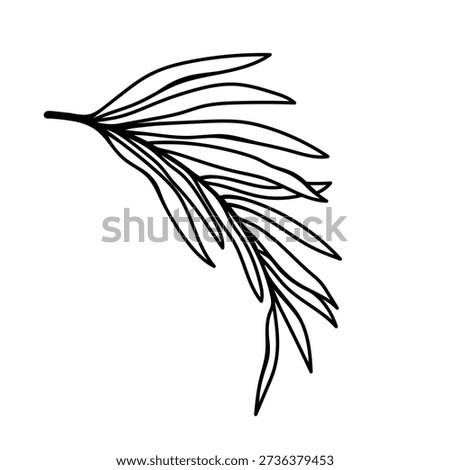 Coconut or date palm branch, vector icon. Tropical plant leaves, Hawaiian exoticism. Hand drawn silhouette, black and white clipart. Cocos nucifera drawing, botanical line art. Floral element, frond