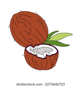Coconut doodle linear vector illustration isolated on white background