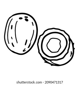 Coconut in doodle style. Isolated vector.