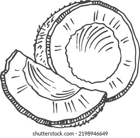 Coconut drawing. Exotic milk nut. Tropical plant sketch