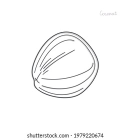 coconut  drawing outline vector illustration