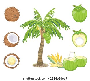 coconut elements set illustration, isolated on white background