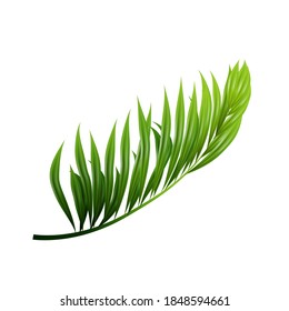 Coconut Exotical Palm Green Leaf Branch Vector. Pacific Jungle Wood Coconut Tree Botanic Vegetation Stem. Natural Flora Ornament Plants Foliage Frond Layout Realistic 3d Illustration