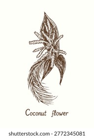 Coconut flower (Coconut spadix). Ink  doodle drawing in woodcut style
