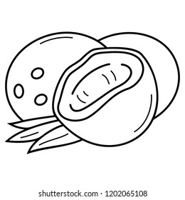 Coconut. Fresh exotic fruit. Vector flat outline icon illustration isolated on white background.