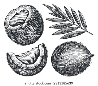 Coconut fresh tropical nut and tree leaves palm branch. Whole, crashed ripe coco sketch. Vector illustration