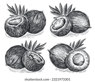 Nueces tropicales frescas de coco y hojas de palma. Dibujo a mano ilustración vectorial en estilo de grabado vintage