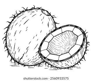 Coconut Fruit for Coloring Page