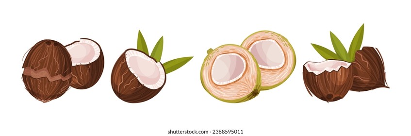 Coconut Fruit Cracked with Brown Husk Vector Set