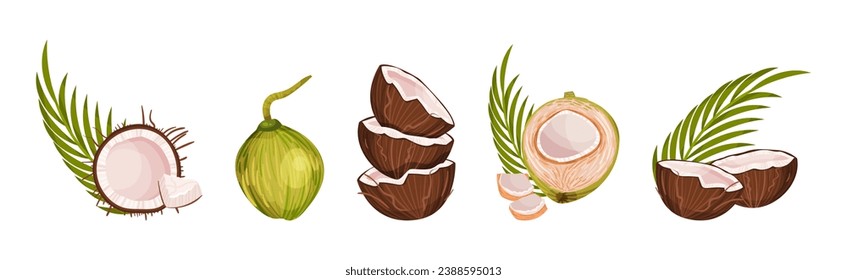 Coconut Fruit Cracked with Brown Husk Vector Set