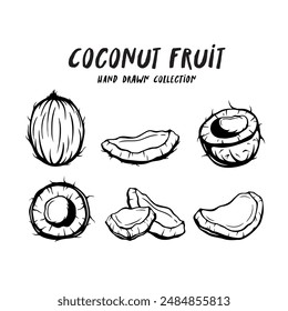Concepto dibujado a mano de la fruta del coco sobre fondo blanco