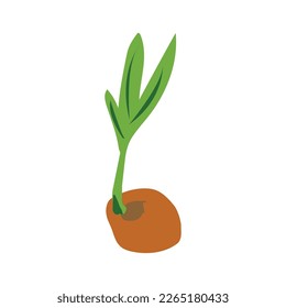 coconut fruit icon vector illustration design