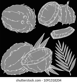 Coconut fruit linear illustration, vector