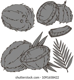 Coconut fruit linear illustration, vector