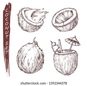 Coconut fruit, coconut milk juice cocktail sketch