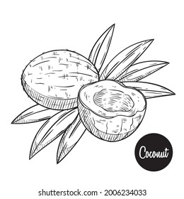 coconut fruit sketch or hand drawing vector