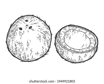 Coconut fruit, coconut. Sketch scratch board imitation. Black and white. Set whole half, cut. Engraving vector illustration