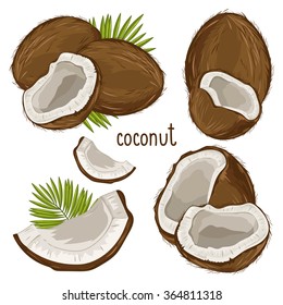 Coconut fruit. Vector exotic fruit composition with palm leaf. Whole and cracked tropical hard coco fetus set isolated on white background. Hawaiian food illustration. Vegetarian nutrition
