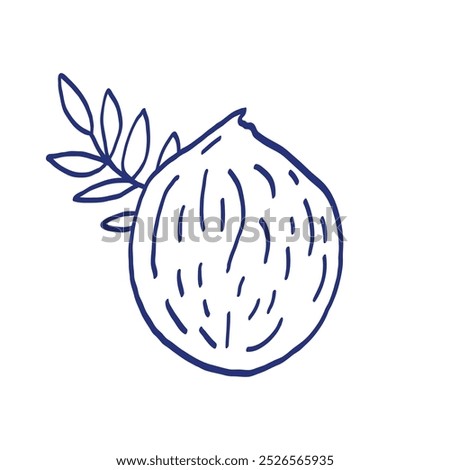 Coconut fruit vector illustration. Hand drawn sketch. Blue pen or marker drawing. Primitive kids picture.