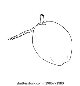 coconut fruit vector illustration. coconut icon in line style isolated on white background