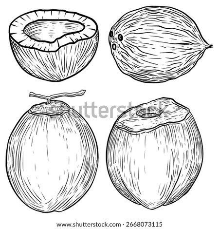 Coconut fruit whole and half sketch hand drawn illustration
