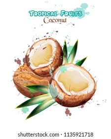 Coconut fruits watercolor Vector. Delicious colorful design isolated illustrations