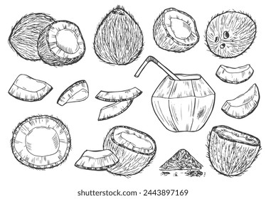 Coconut graphic black white isolated sketch illustration vector